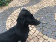 abandonado