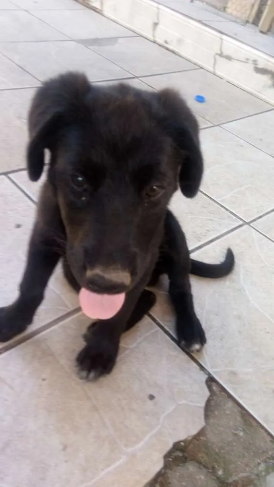 Cachorro ra a  idade 2 a 6 meses nome Buderball, pitucha