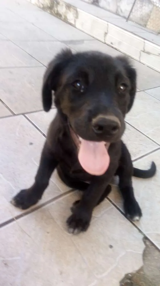 Cachorro ra a  idade 2 a 6 meses nome Buderball, pitucha