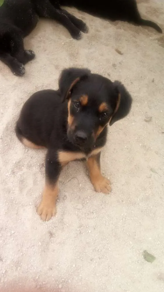 Cachorro ra a  idade 2 a 6 meses nome Buderball, pitucha