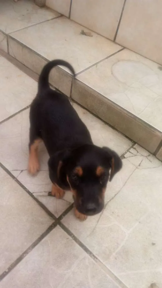 Cachorro ra a  idade 2 a 6 meses nome Buderball, pitucha