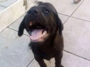 Cachorro raça  idade 2 a 6 meses nome Buderball, pitucha