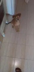 Bolinha