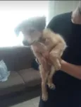 Bolinha