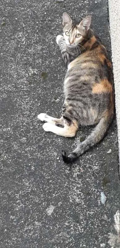 Gato ra a VIRA LATA idade 7 a 11 meses nome SEM NOME 