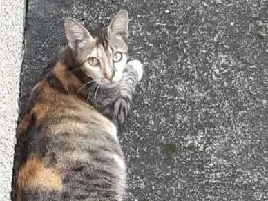 Gato ra a VIRA LATA idade 7 a 11 meses nome SEM NOME 