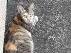 Gato raça VIRA LATA idade 7 a 11 meses nome SEM NOME 