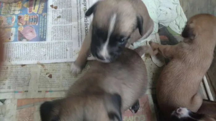 Cachorro ra a Mesticos idade Abaixo de 2 meses nome Filhotes