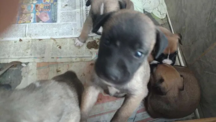 Cachorro ra a Mesticos idade Abaixo de 2 meses nome Filhotes