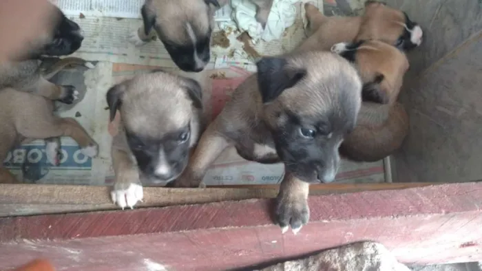 Cachorro ra a Mesticos idade Abaixo de 2 meses nome Filhotes