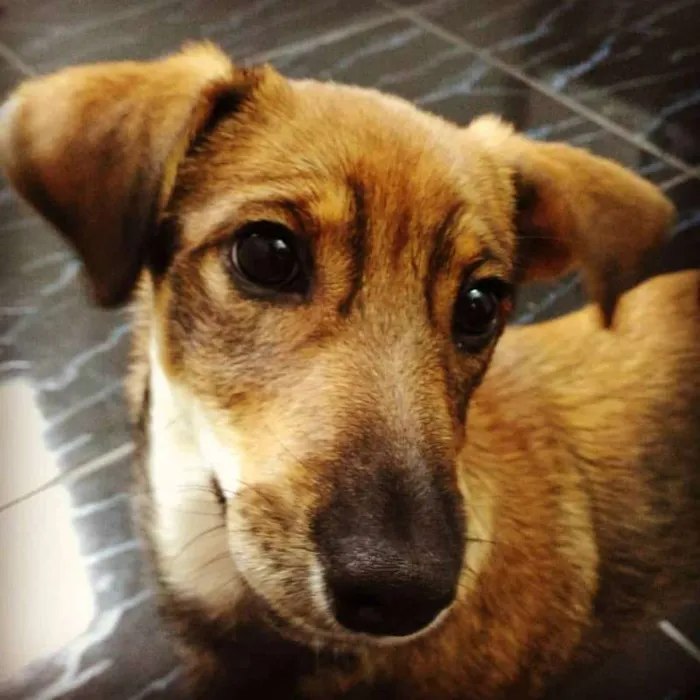 Cachorro raça SRD idade 1 ano nome Yang