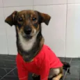 Cachorro raça SRD idade 1 ano nome Yang