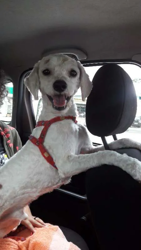 Cachorro ra a Poodle idade 3 anos nome Paçoca