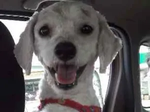 Cachorro raça Poodle idade 3 anos nome Paçoca