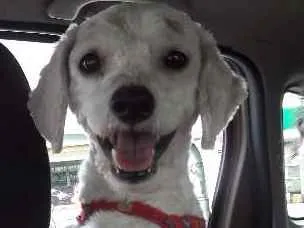 Cachorro ra a Poodle idade 3 anos nome Paçoca