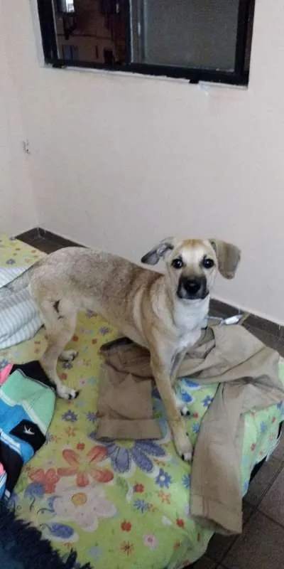 Cachorro ra a Vira-lata idade 7 a 11 meses nome Hunter