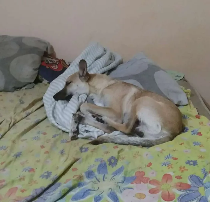 Cachorro ra a Vira-lata idade 7 a 11 meses nome Hunter