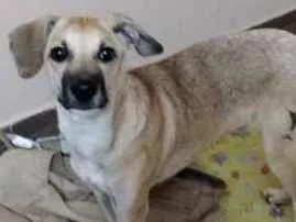Cachorro raça Vira-lata idade 7 a 11 meses nome Hunter