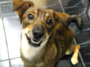 Cachorro raça SRD idade 1 ano nome Yang