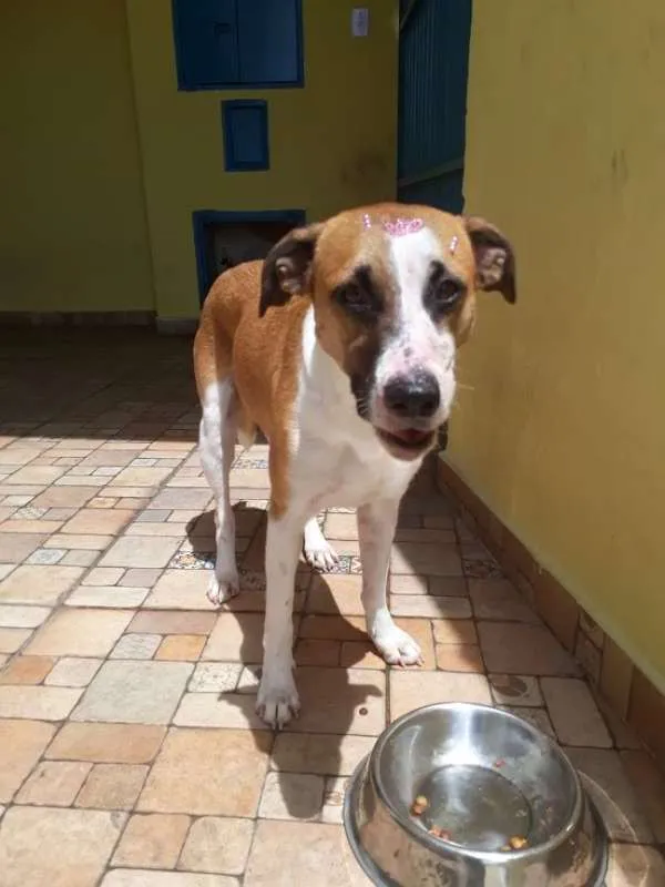 Cachorro ra a srd idade 2 anos nome Savana