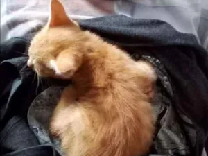 Gato raça  idade  nome Sem nome