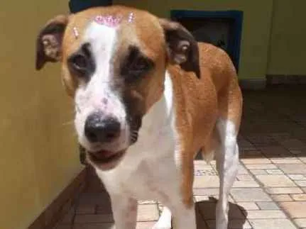 Cachorro ra a srd idade 2 anos nome Savana