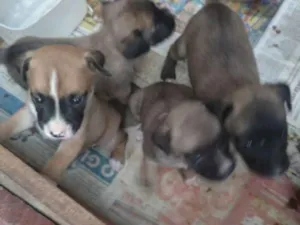 Cachorro raça Mesticos idade Abaixo de 2 meses nome Filhotes