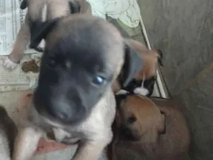 Cachorro raça Mesticos idade Abaixo de 2 meses nome Filhotes