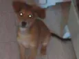 Bolinha