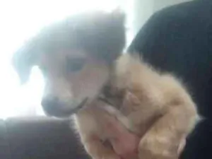 Cachorro raça Vira Lata idade 2 a 6 meses nome Bolinha