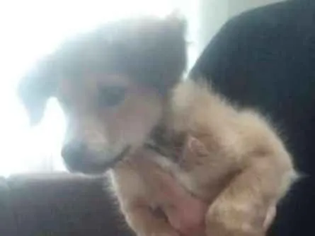 Cachorro ra a Vira Lata idade 2 a 6 meses nome Bolinha