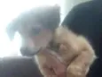 Bolinha