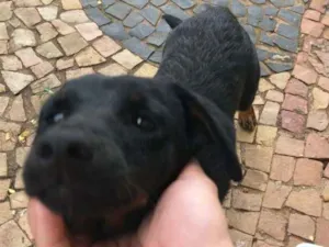 Cachorro raça SRD idade 2 a 6 meses nome abandonado