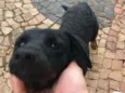 abandonado