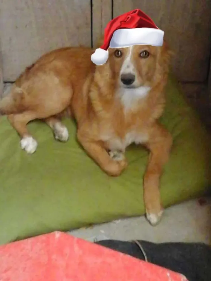 Cachorro ra a  idade 7 a 11 meses nome Polly