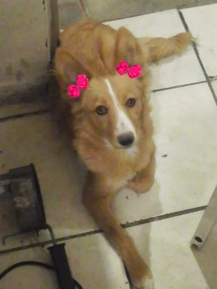Cachorro ra a  idade 7 a 11 meses nome Polly