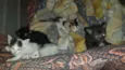Gatinhos