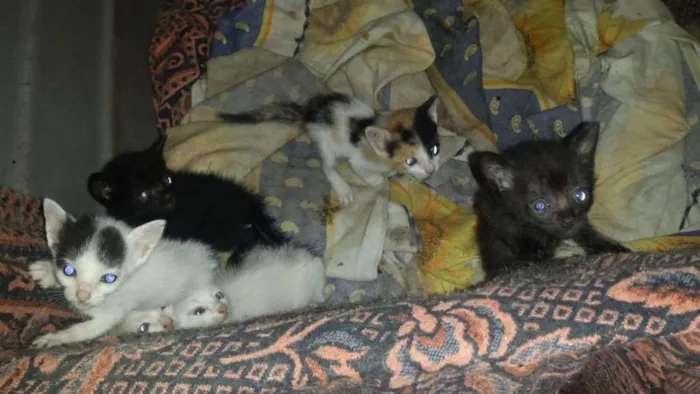 Gato raça Viralatas idade Abaixo de 2 meses nome Gatinhos