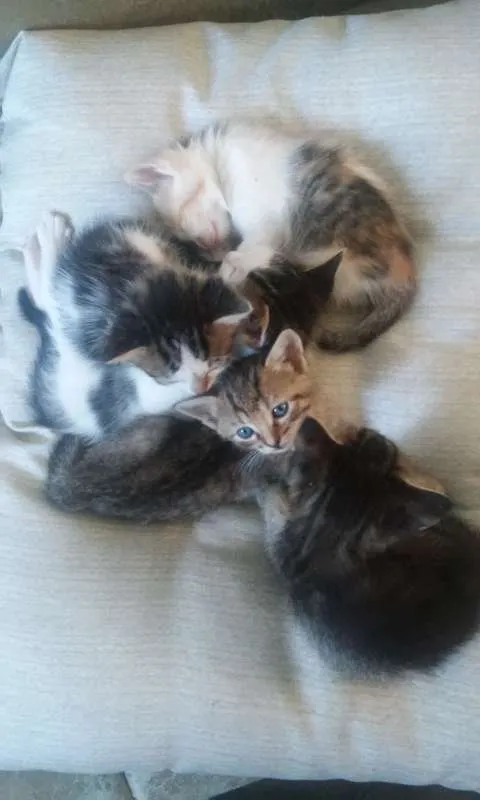 Gato raça Angorá idade Abaixo de 2 meses nome Lulu