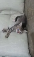 Lulu