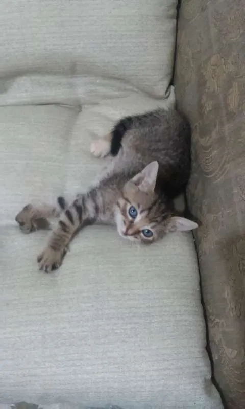 Gato raça Angorá idade Abaixo de 2 meses nome Lulu