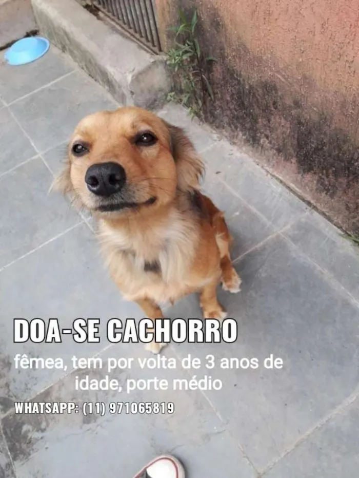 Cachorro raça Viralata idade 3 anos nome juvis