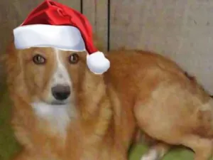 Cachorro raça  idade 7 a 11 meses nome Polly