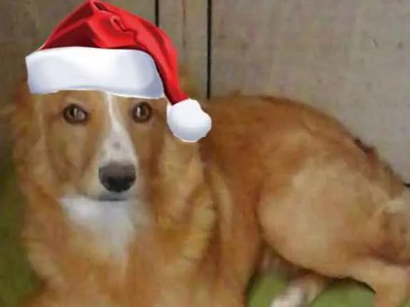 Cachorro ra a  idade 7 a 11 meses nome Polly