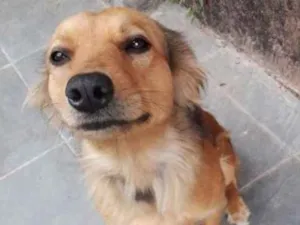 Cachorro raça Viralata idade 3 anos nome juvis