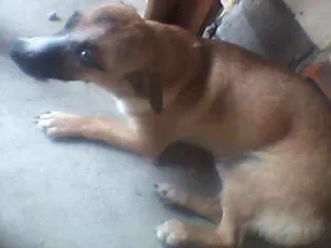 Cachorro raça Vira-lata idade 2 anos nome Greg e minguado