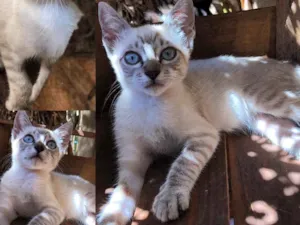 Gato raça SRD idade  nome Marie
