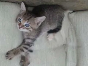 Gato raça Angorá idade Abaixo de 2 meses nome Lulu