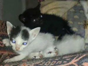 Gato raça Viralatas idade Abaixo de 2 meses nome Gatinhos