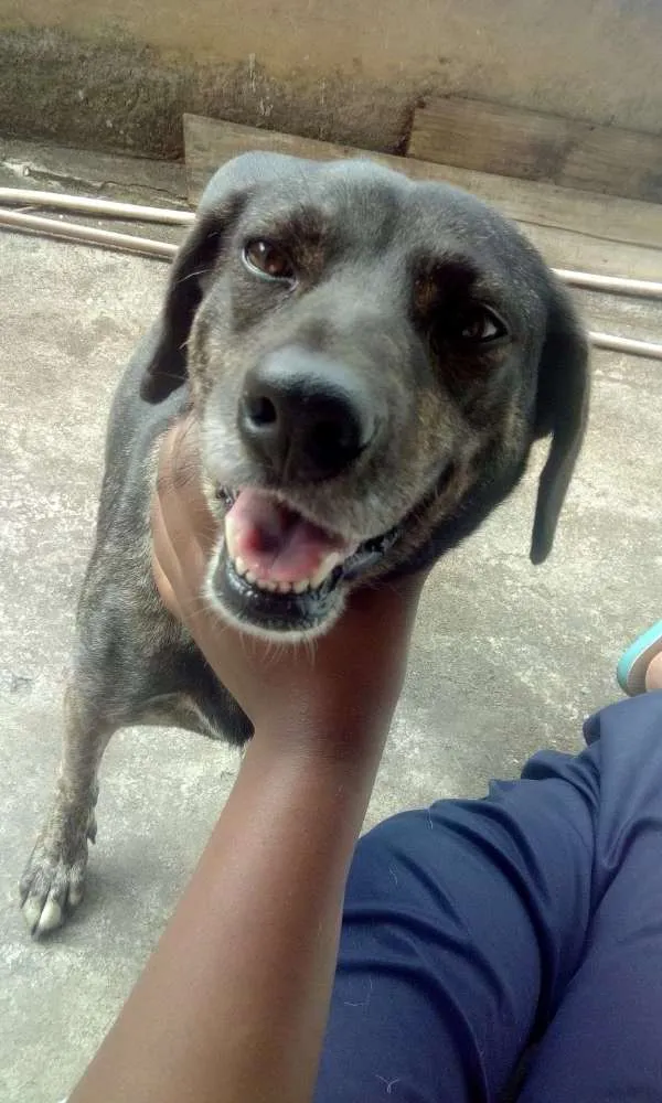 Cachorro ra a Vira-lat idade 5 anos nome Pandora